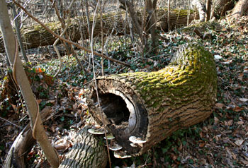 A moss covered log along the trail